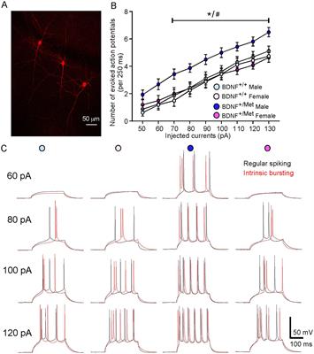 A sexually dimorphic signature of activity-dependent BDNF signaling on the intrinsic excitability of pyramidal neurons in the prefrontal cortex